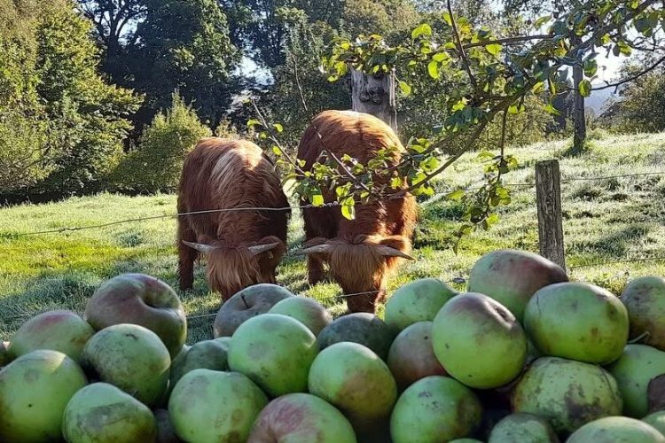 BGU-Obstgut-Herbst