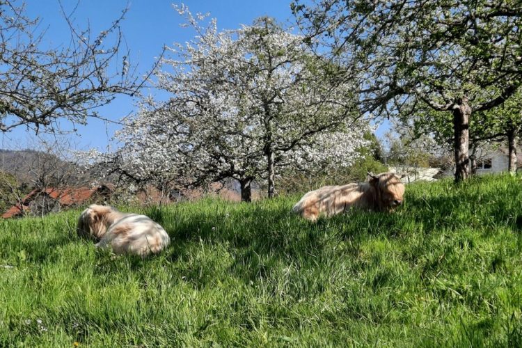 BGU_Obstgut_226470309_1821741608027747_503504726351937845_n